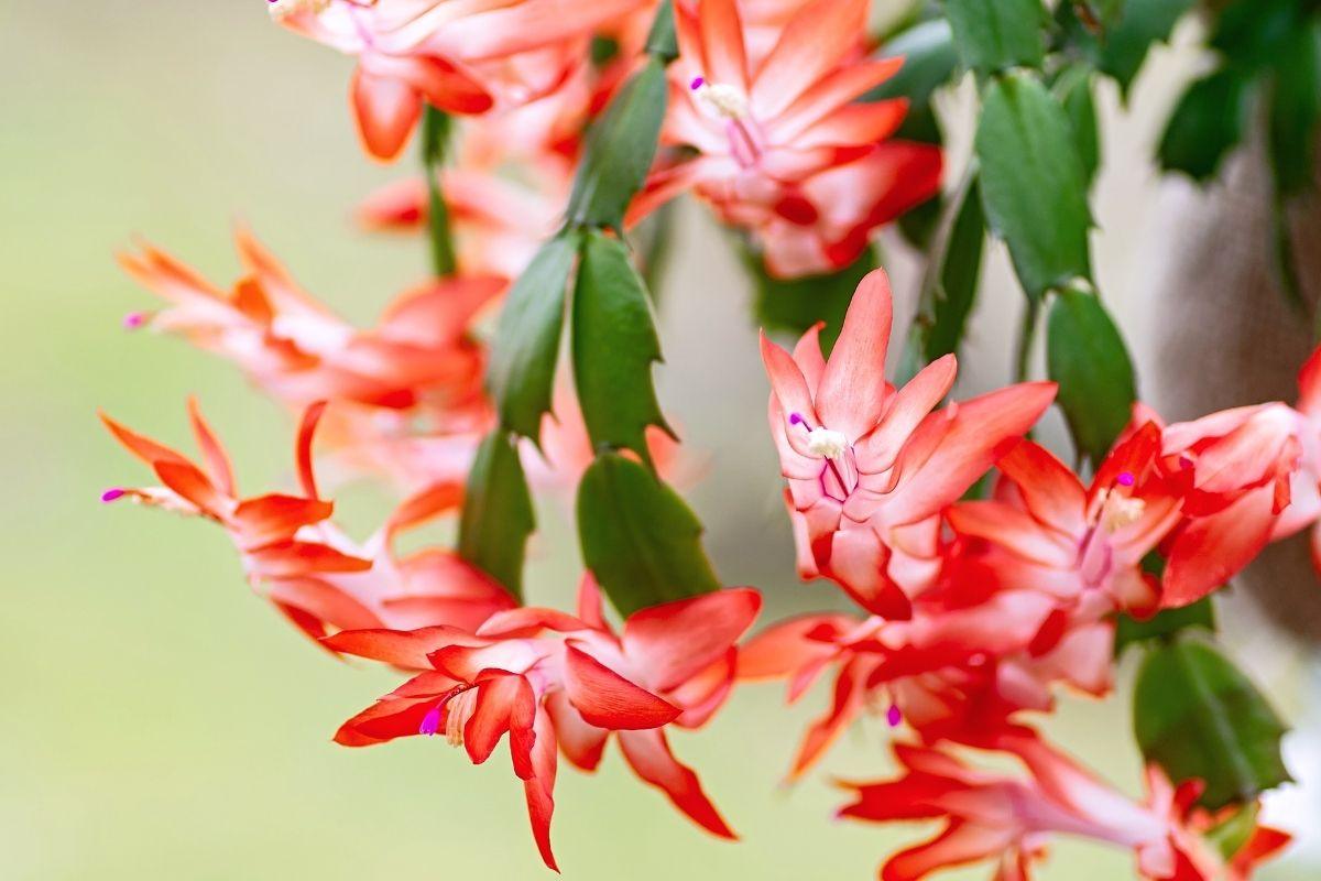 Kaip patręšti kalėdinį kaktusą kava: natūrali trąša gausiam žydėjimui