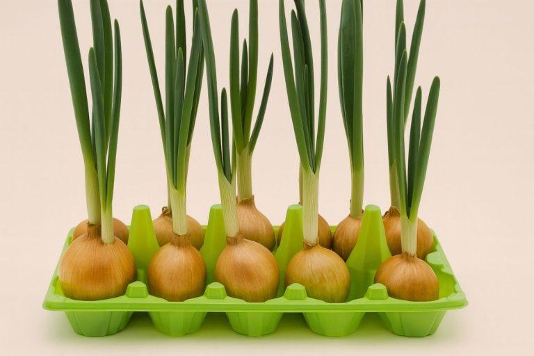 Kaip namuose užsiauginti antrą svogūnų derlių: paprastas būdas su kiaušinių dėklais