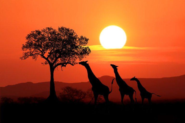 Kodėl Afrikoje tiek daug didelių gyvūnų: mokslininkų paaiškinimas