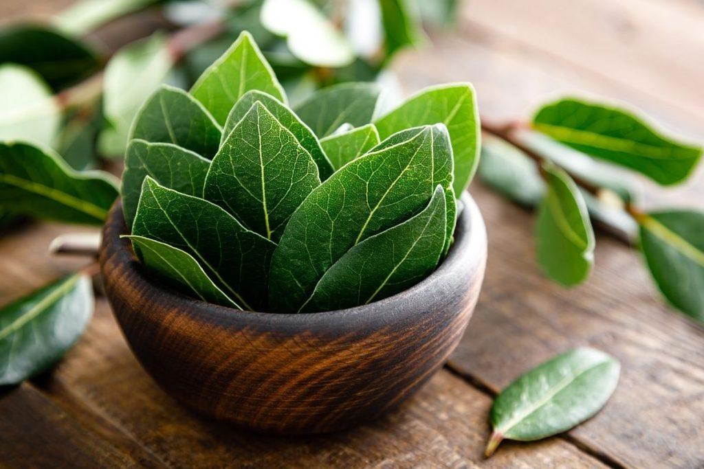 Svarbi taisyklė – lapai turi būti švieži