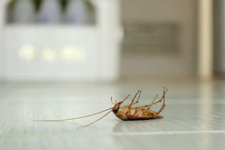 Tarakonai namuose kelia rimtą pavojų: mokslininkai atskleidė, kokius toksinus jie išskiria