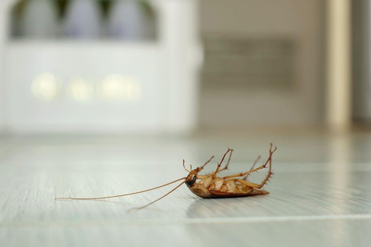 Tarakonai namuose kelia rimtą pavojų: mokslininkai atskleidė, kokius toksinus jie išskiria