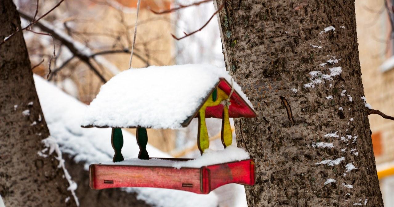 Raudonos ar geltonos spalvos lesykla paprastai nėra noriai lankoma paukščių.