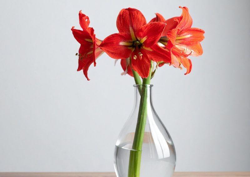 Amariliai vazoje