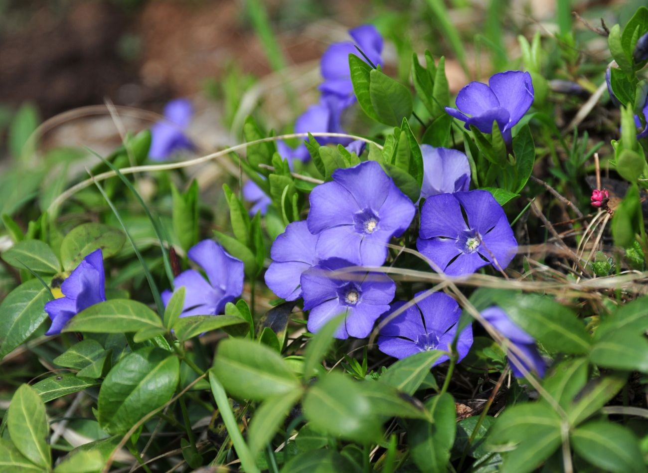 Paprastasis barvinis žydėjimo metu