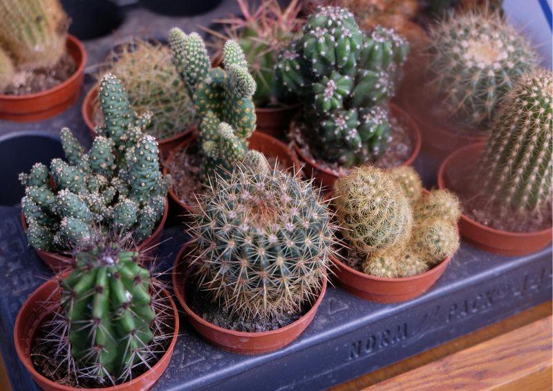 Gerai prižiūrimi kaktusai – tikra namų puošmena. Nuotr. Abdullah Baskaya / Canva Pro