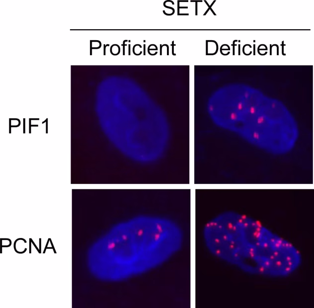 Baltymų PIF1 ir PCNA susitelkimas DNR pažeidimo vietoje