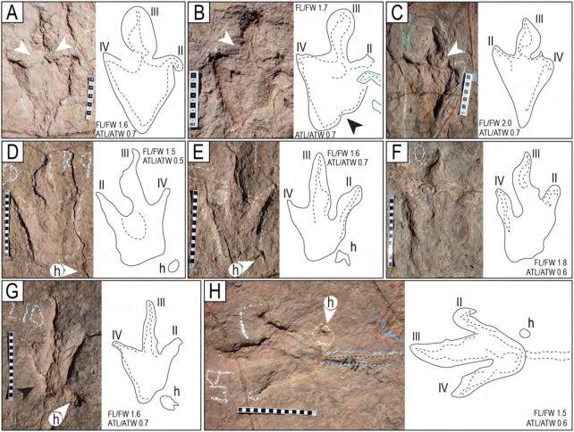 Theropodų pėdsakai Carreras Pampa vietovėje