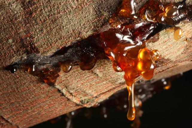 Medžio sakai, sunkiasi iš žievės