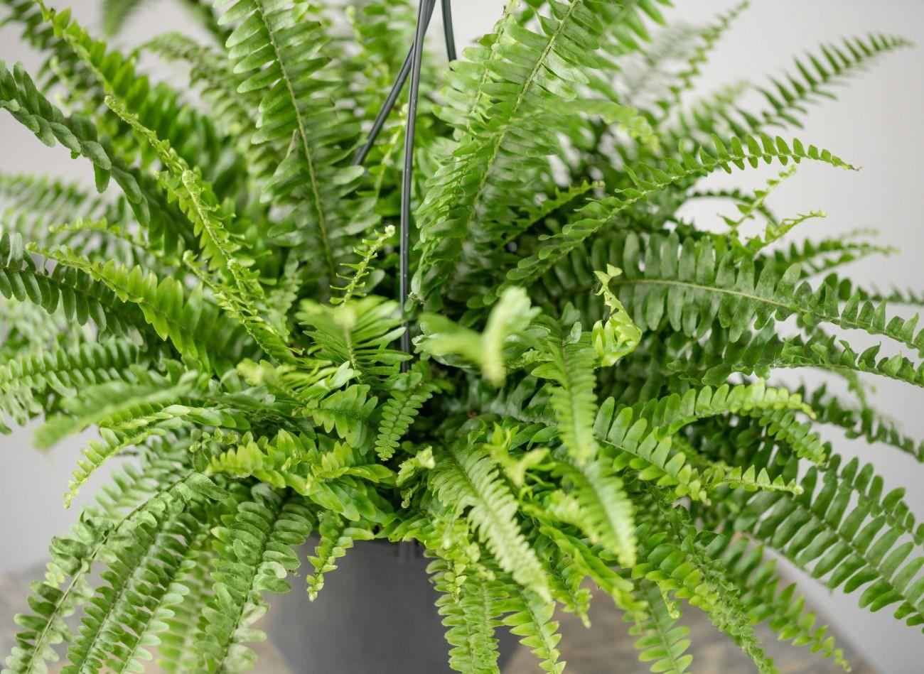 Žiemą nusilpusio papartžio priežiūra naudojant Epsomo druskos tirpalą