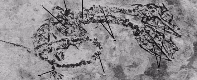 Enantiornityno paukščio fosilija