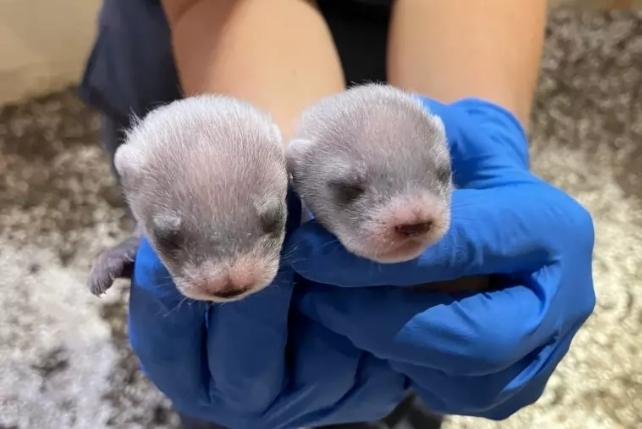 Two baby black footed ferrets