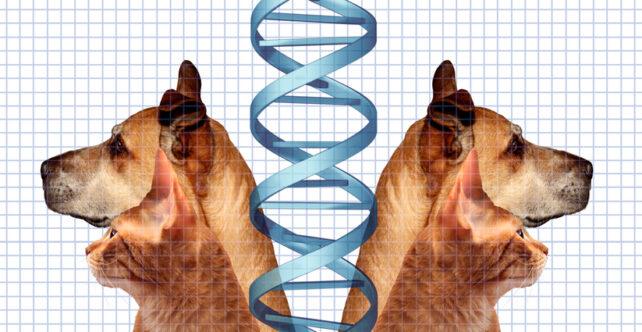 Coped dog and cat on either side of a DNA molecule