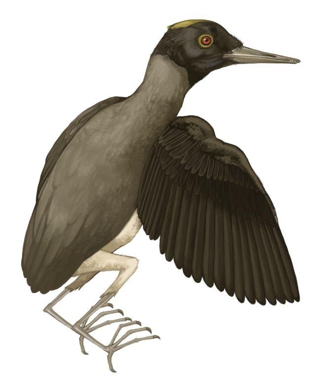 Chromeornis rekonstrukcija