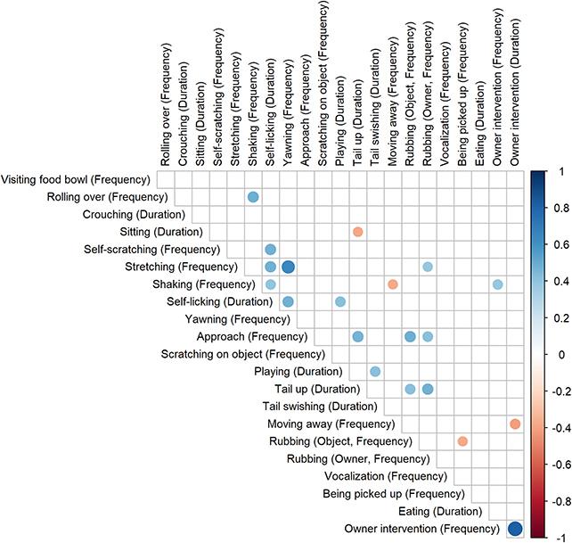 Katės elgesys sutinkant šeimininką