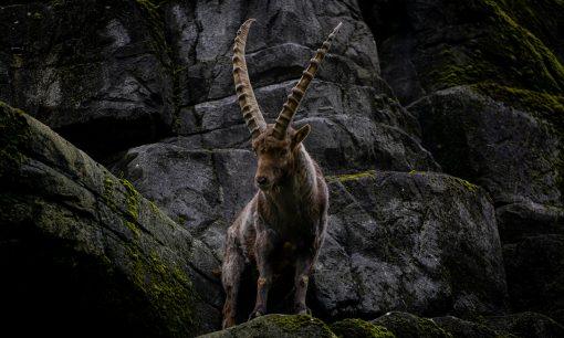a mountain goat standing on top of a rocky hillside