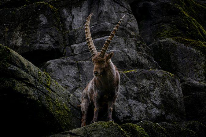 a mountain goat standing on top of a rocky hillside