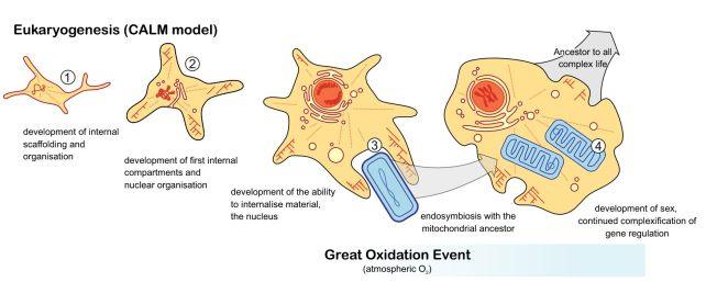 Eukariotų evoliucijos laiko juosta