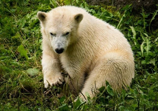 Baltasis lokys tarp žalių augalų