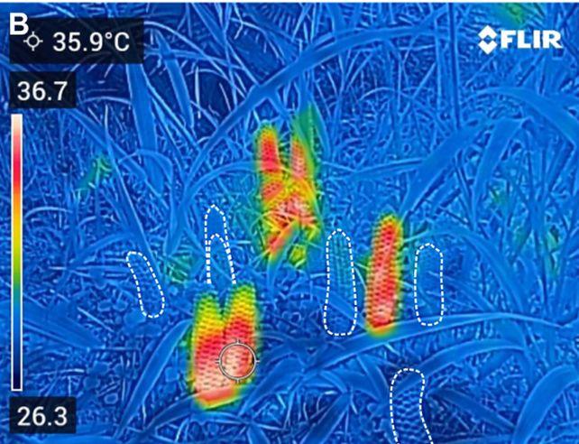 Termovaizdas, rodantis sušilusį cikado kūgį