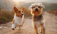 two brown and white dogs running dirt road during daytime