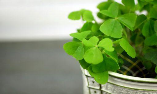 a close up of a potted plant with green leaves