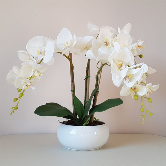 orchidėjas