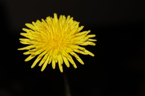 augalus