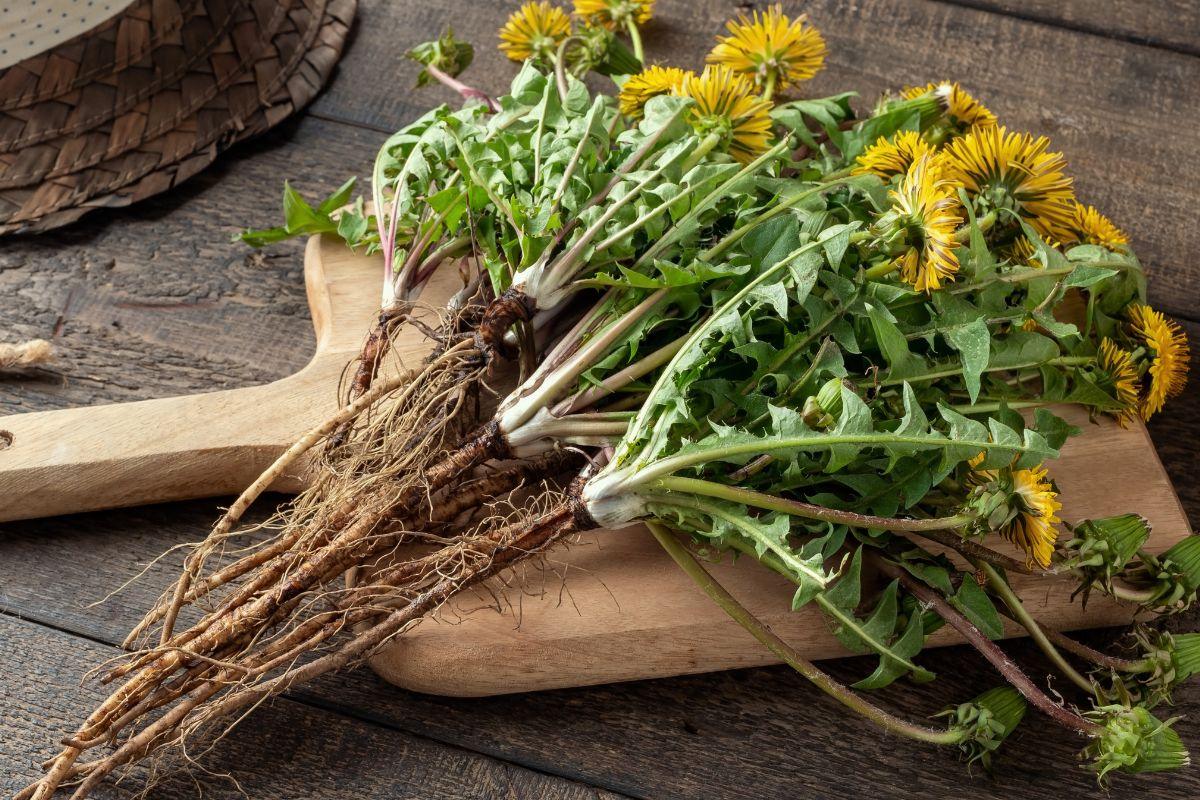Kiaulpienės gydo: kuo naudingas šis augalas ir kaip jį vartoti?
