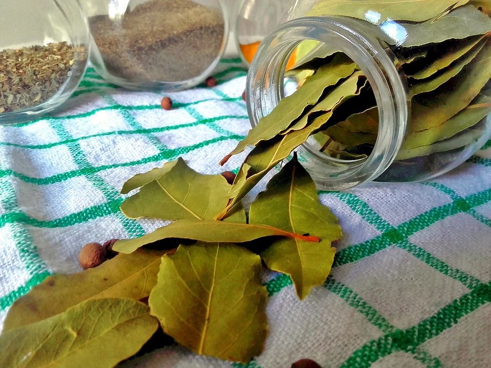 lauro lapai