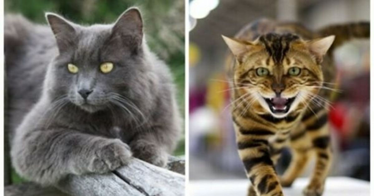 Kačių veislės, kurios yra retos ir stebina savo grožiu