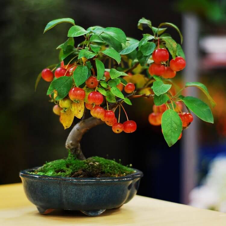 bonsai