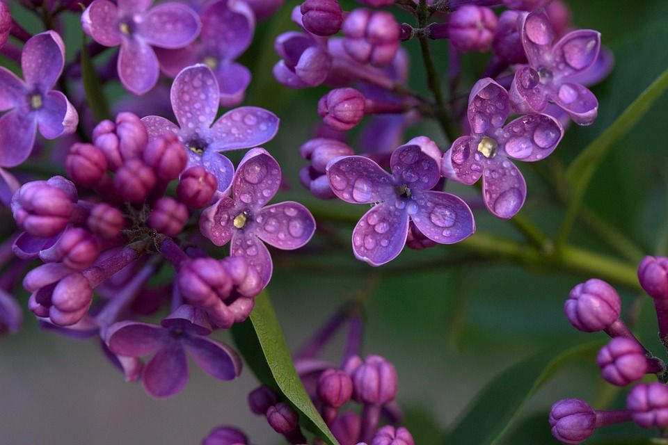 sėkmė