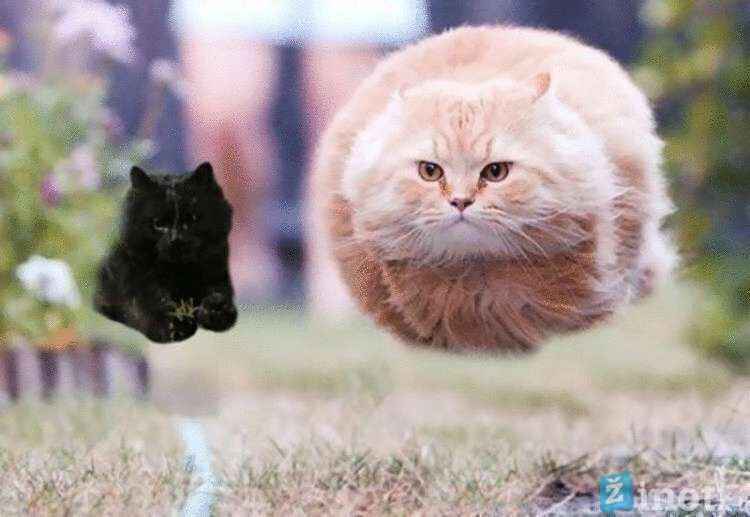 katės