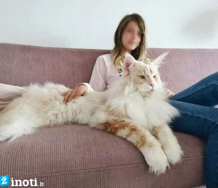 gyvenimas su meino meškėnu
