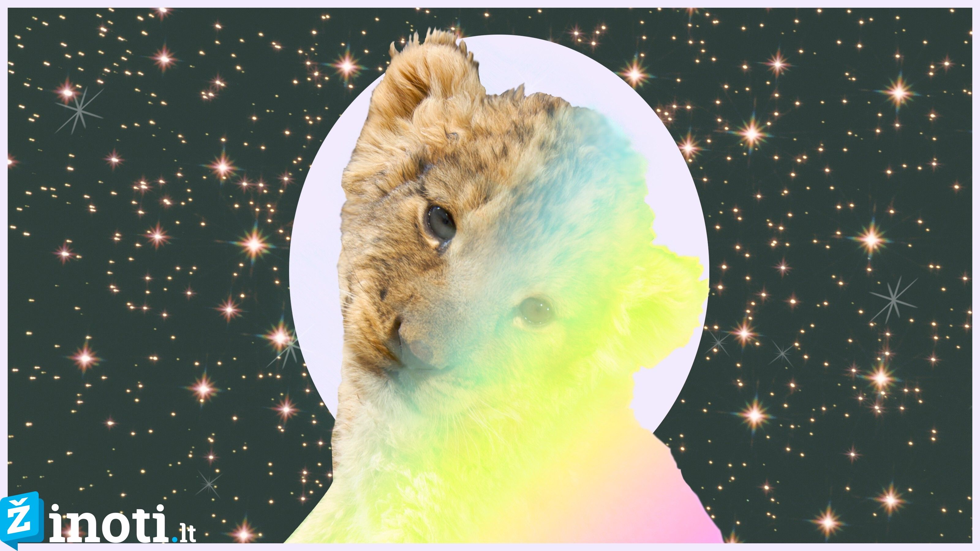 liūtas, savaitės <a style=