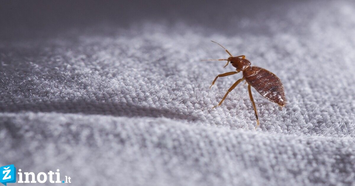 Šokiruojantis atradimas: autobuso sėdynėse moteris aptiko blakių koloniją