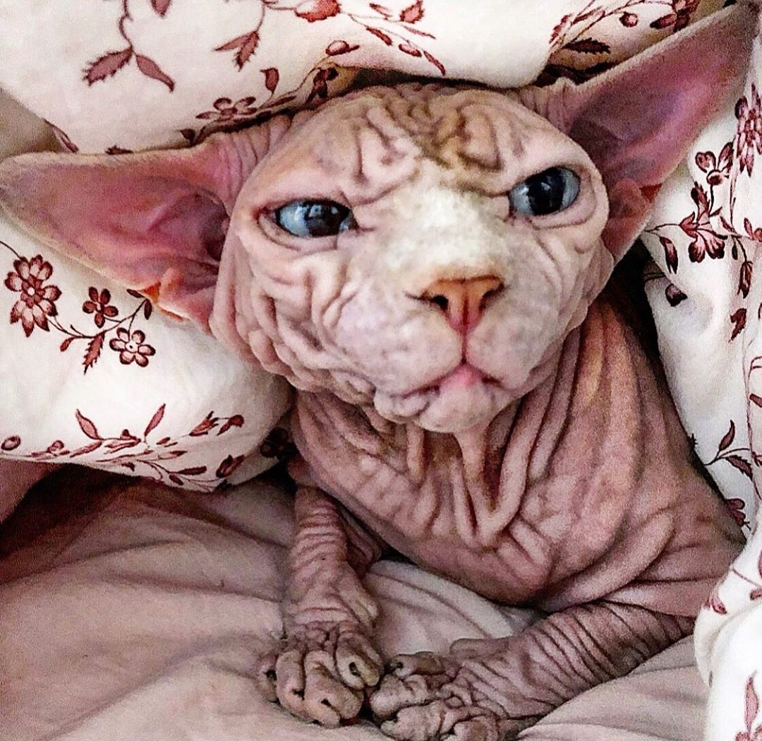 katė