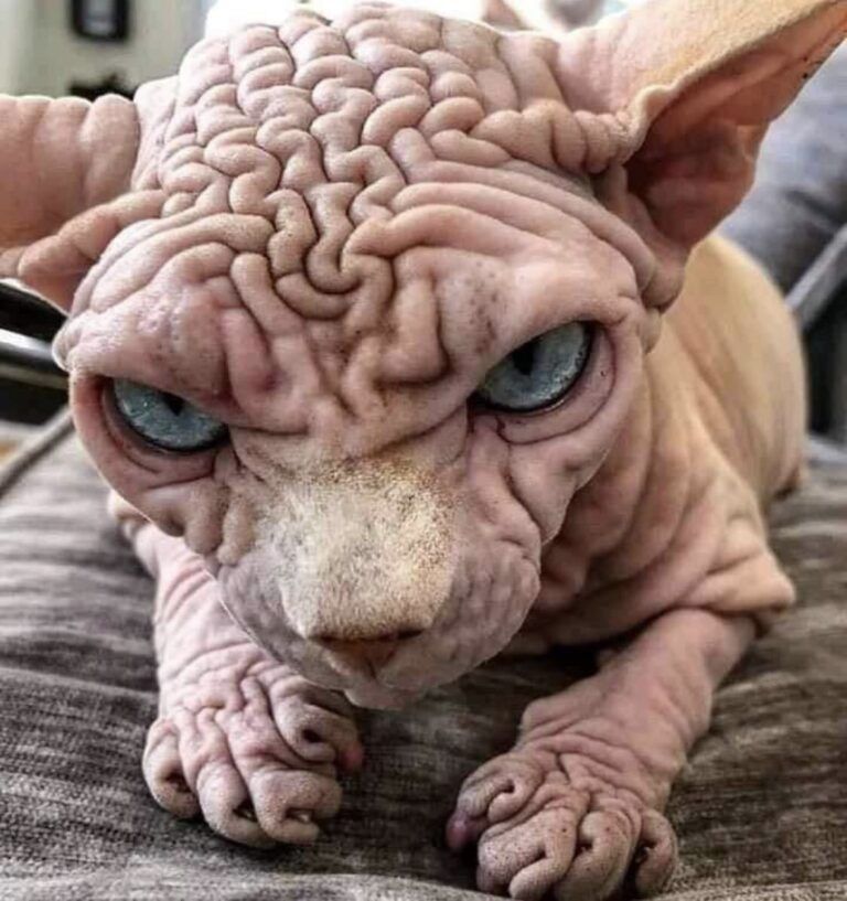 katė
