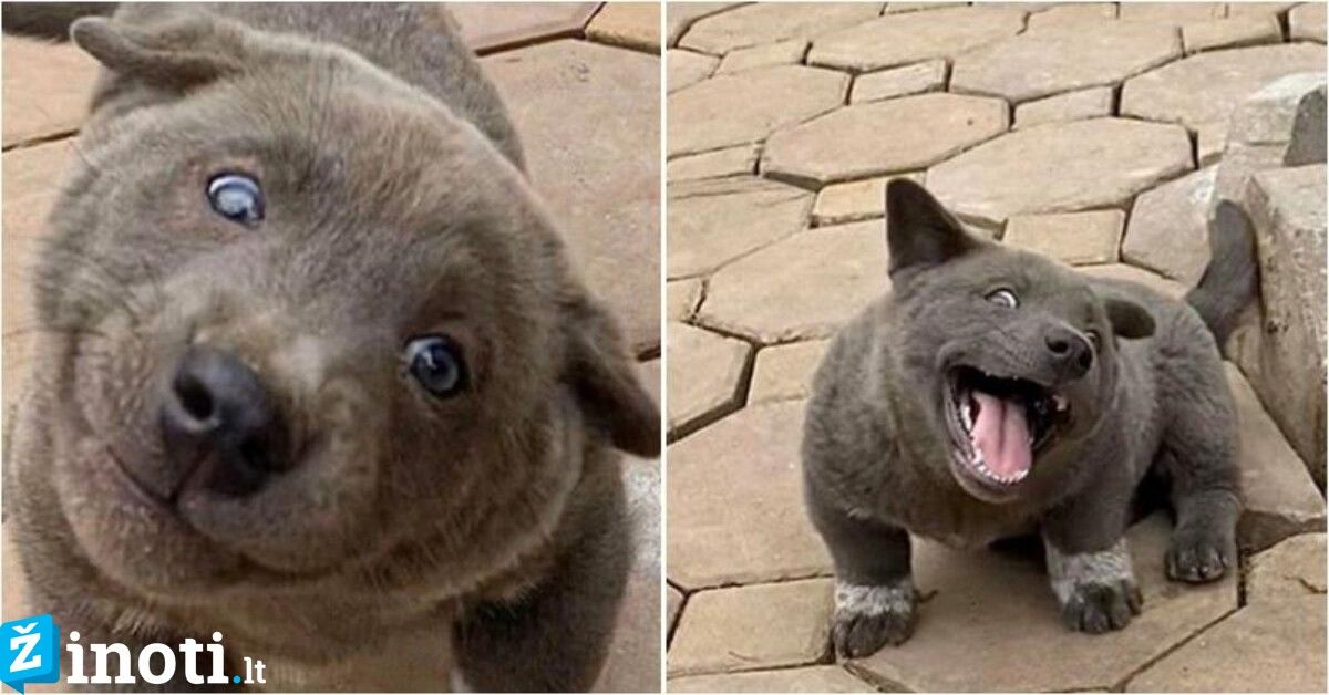 Katė ar šuo? Vietname gyvena neįprastas gyvūnas!