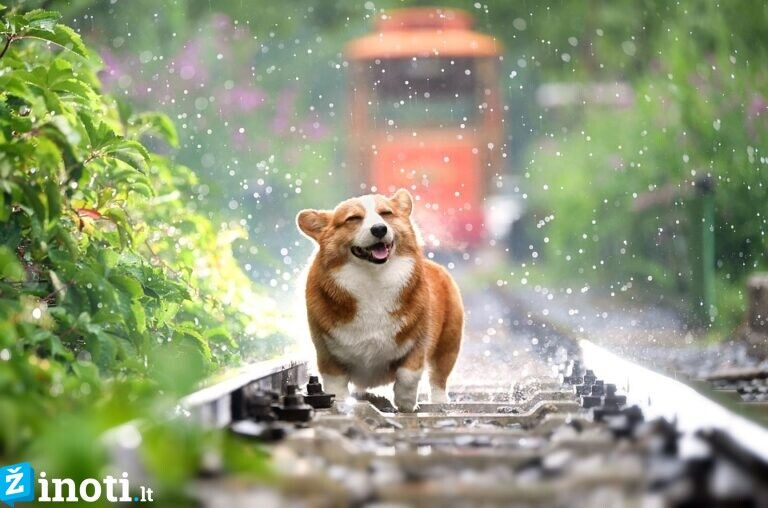 šunį