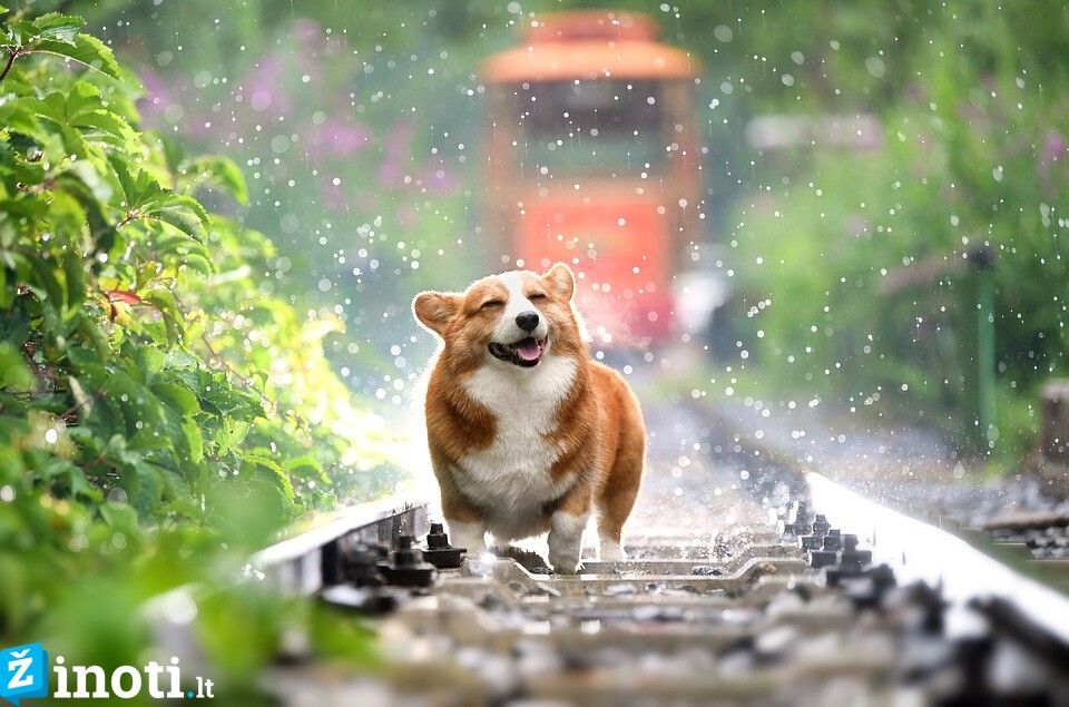 šunį