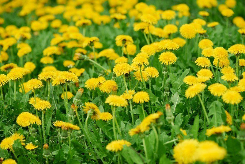 Kiaulpienių uogienė su citrina