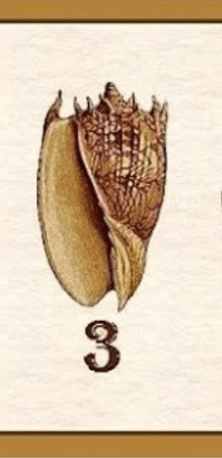 kriauklę