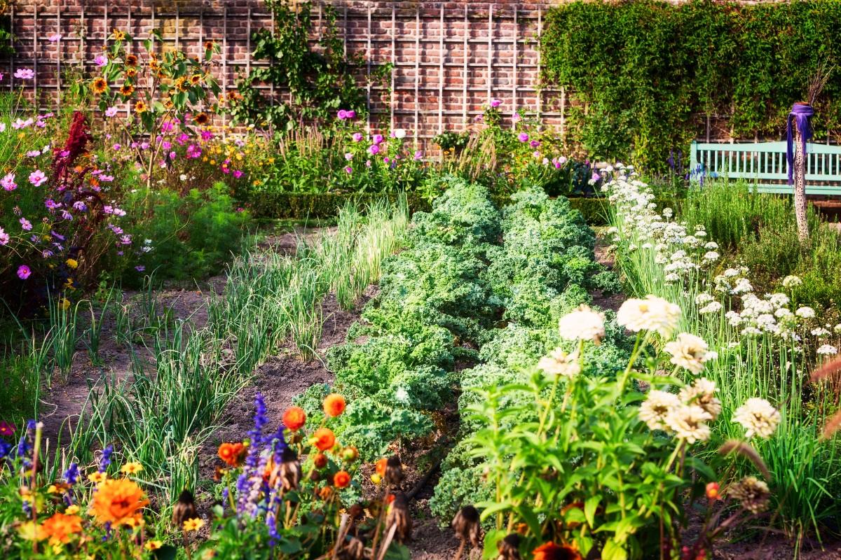 Sužinokite, kokių augalų nereikėtų sodinti šalia vienas kito dėl ligų, kenkėjų ar konkurencijos.