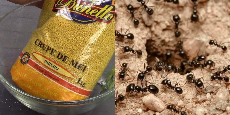 skruzdėles