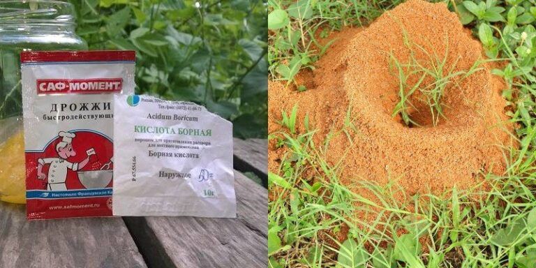 skruzdėles