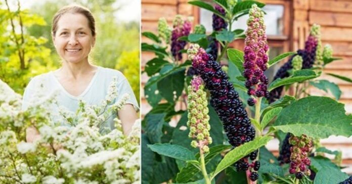 Krūmai, kurie auga be papildomos priežiūros. Išsirinkite gražiausią