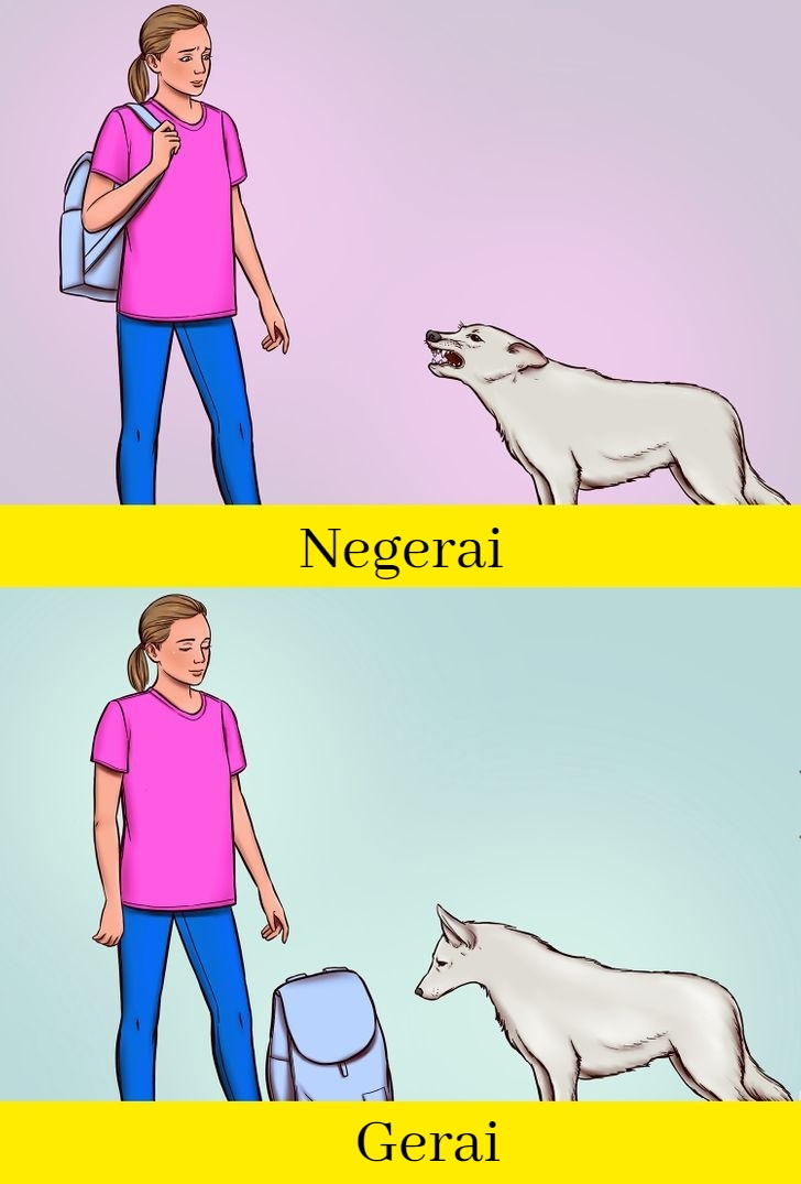 šunį