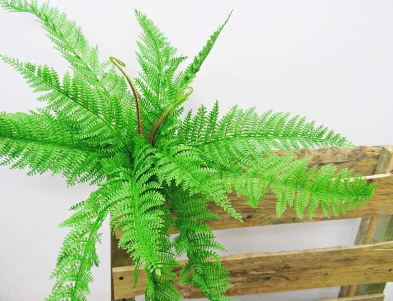 Kodėl papartis namuose yra blogas ženklas? Sužinokite!